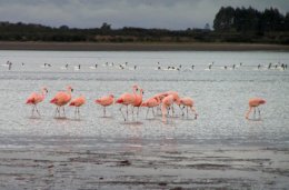 Chiloe_Flamingos.jpg