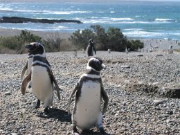 Ushuaia_Penguin_Colony.jpg