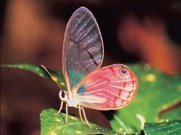 Amazon_Pink_Butterfly.jpg