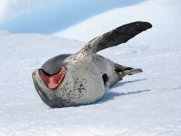 Antarctic_Dream_Seal_on_side.jpg