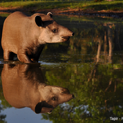 tapir.png