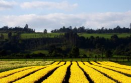 Puerto_Varas_Flower_Field.jpg