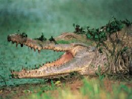 Llanos_Croc.jpg