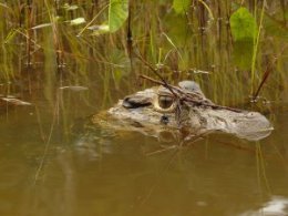 Refugio_Croc_in_water.jpg