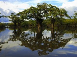 Manatee_Water_Tree.jpg