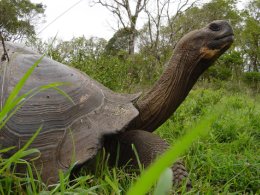 Galapagos_Giant_Tortoise.jpg