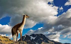 wildlife_Torres_del_Paine.png