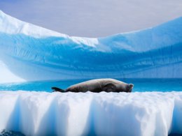Antarctic_Dream_Seal_on_Back.jpg