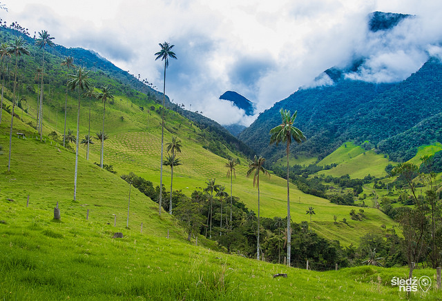 Cocora_Valley