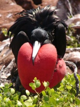 Galapagos_Frigate_Bird.jpg