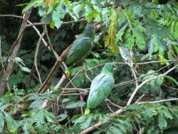 Posada_Amazonas_Green_Parrot.jpg