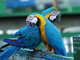 Amazon_Blue_Parrots.jpg