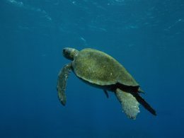 Galapagos_Lone_Turtle.jpg