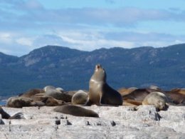 Sea_Lion_Ushuaia.jpg