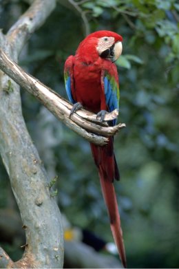 Amazon_Red_Parrot.jpg