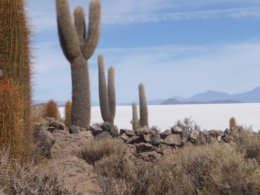 Bolivia_Cactus