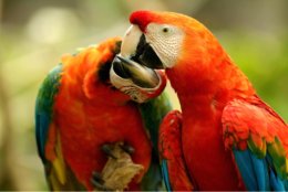Pantanal_Red_Parrots.jpg