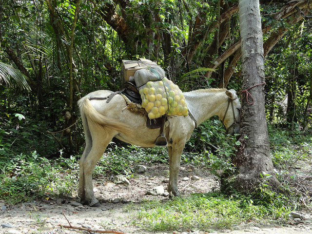 Tayrona_Park