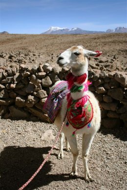 Colca_Canyon_Lama.jpg