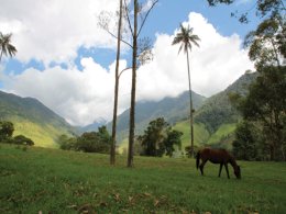Colombia_Horse_on_Hillside