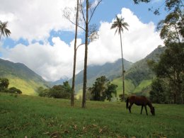 Colombia_Horse_on_Hillside.jpg