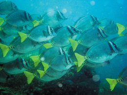 Galapagos_School_of_Fish.jpg