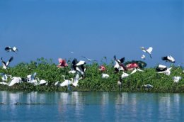 Pantanal_Aves.jpg