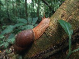 Tambopata_Snail.jpg