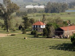 Montevideo_Vineyard.jpg