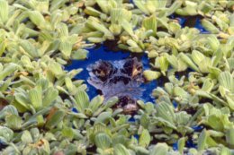 Pantanal_Caiman_Water.jpg