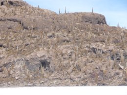 Uyuni_Cactus_Hill.jpg