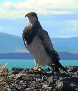 Torres_del_Paine_Mountain_Bird.jpg