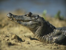 Amazon_Caiman.jpg