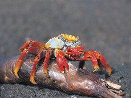 Galapagos_Lightfoot_Crab.jpg