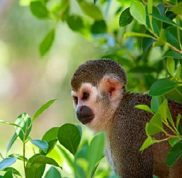 manu-national-park.jpg