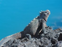 Galapagos_Giant_Lizard.jpg