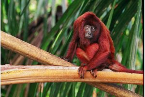 Tambopata_Howler_Monkey.jpg