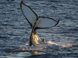 Antarctic_Dream_Whale_Flute.jpg