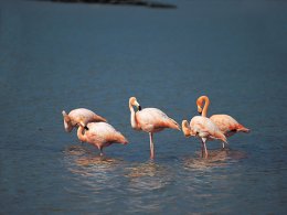 Galapagos_Flamingos.jpg