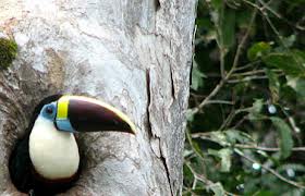 Tucan_-_brazil_rainforrest.jpg