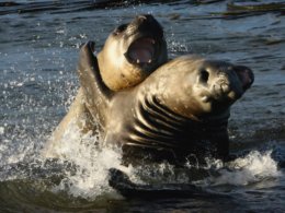 Falklands_Sea_Lions.jpg