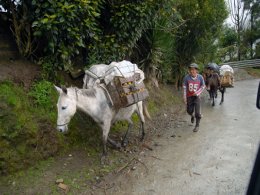 Ecuador_Donkey.jpg