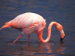 Galapagos_Flamingo_1.jpg