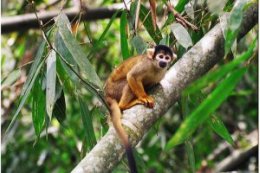 Tambopata_Squirrel_Monkey.jpg