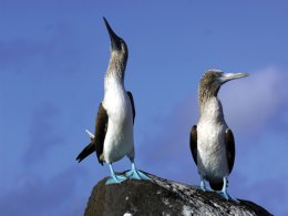 Galapagos_Bluefooted_Boobies.jpg