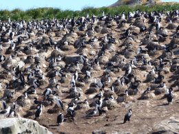Ushuaia_Bird_Colony.jpg