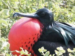 Galapagos_Island_Bird.jpg
