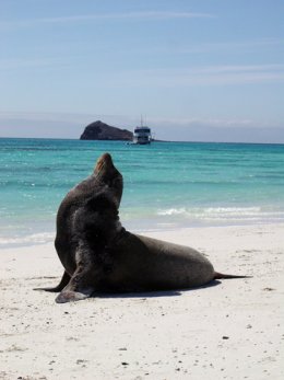 Galapagos_Seal_on_beach.jpg