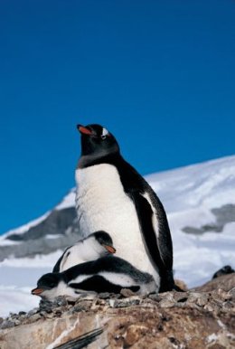 Penguin_Patagonia.jpg