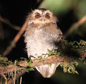 Long-whiskered_Owlet.jpeg